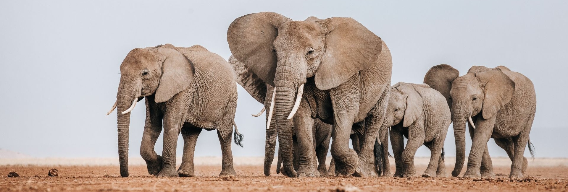 Safari Compass is Jouw Gids naar Betekenisvolle Safari Reizen in Afrika Safari Compass is jouw persoonlijke safari planner en gids naar betekenisvolle en authentieke safari reizen in Afrika