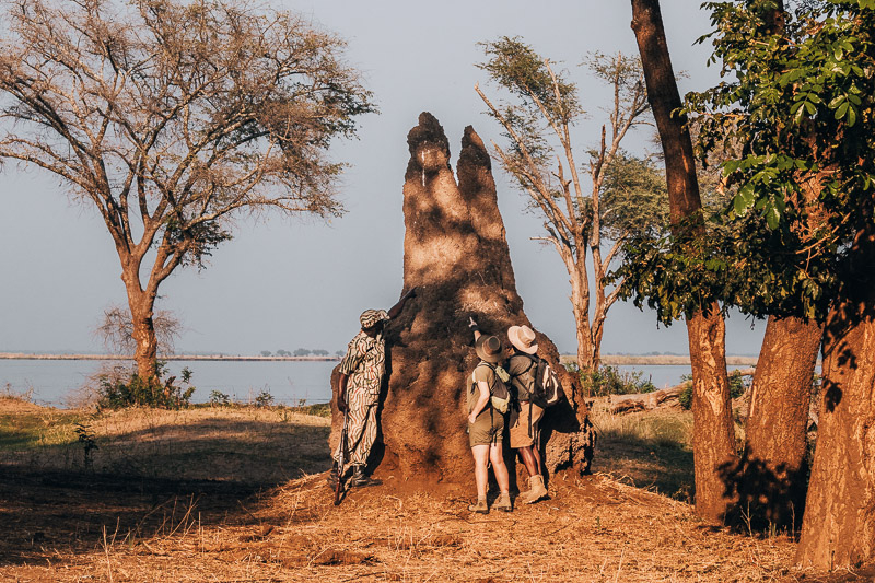 Termietenheuvel inspecteren tijdens wandelsafari in Lower Zambezi Park in Zambia