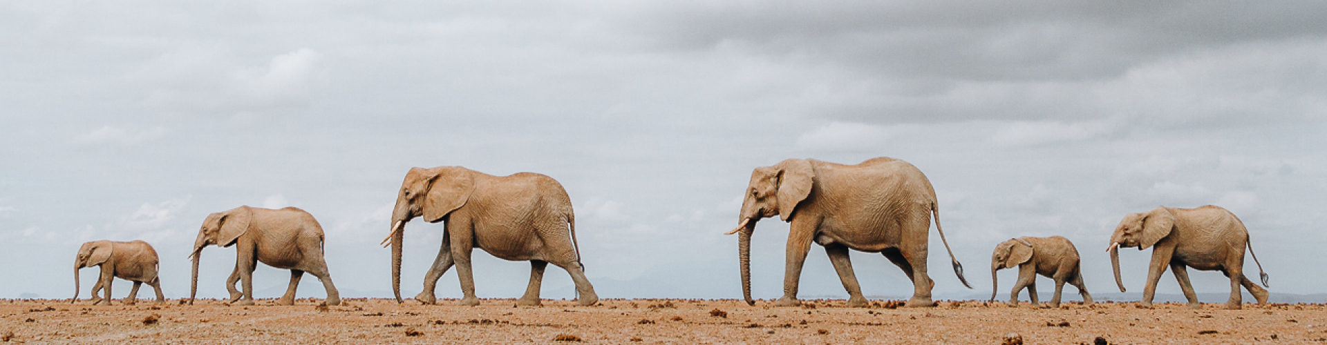 Top Safari Bestemmingen in Afrika Spotten van Olifanten in Amboseli Park in Kenia is een van de beste safari bestemmingen in Afrika