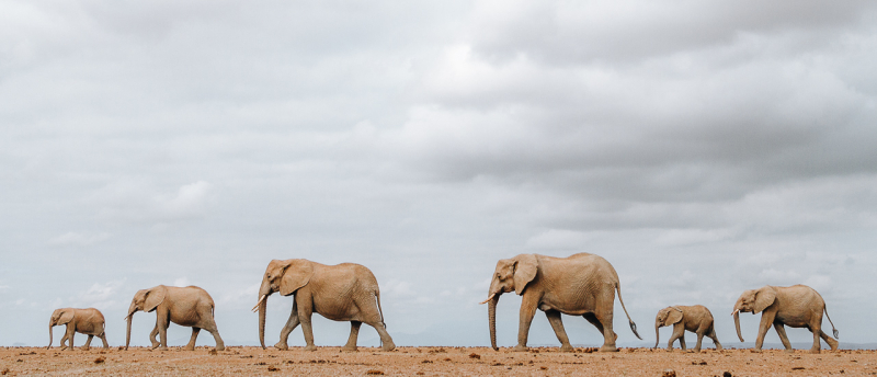 Top Safari Bestemmingen in Afrika Spotten van Olifanten in Amboseli Park in Kenia is een van de beste safari bestemmingen in Afrika