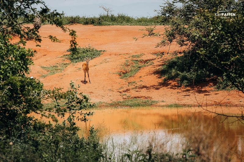Uganda kob in het grasland van Kabwoya Wildlife Reserve