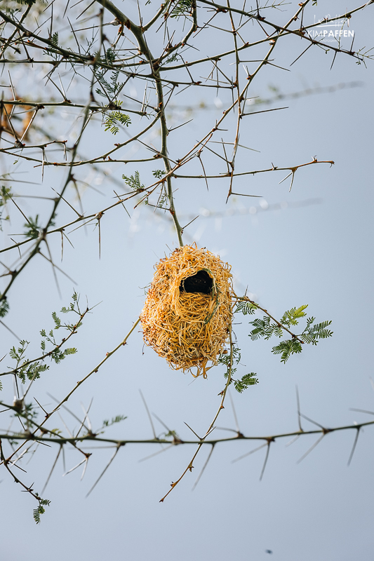 Vogelnest bij Lake Albert in Kabwoya Wildlife Reserve Oeganda