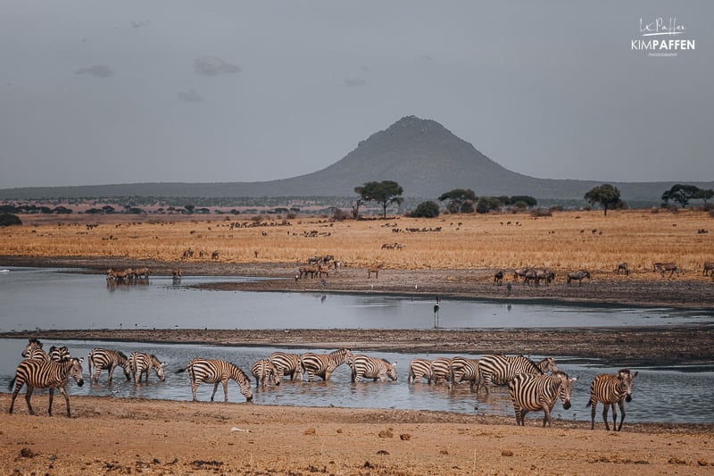 wandelsafari in Tarangire National Park met zebras in het water