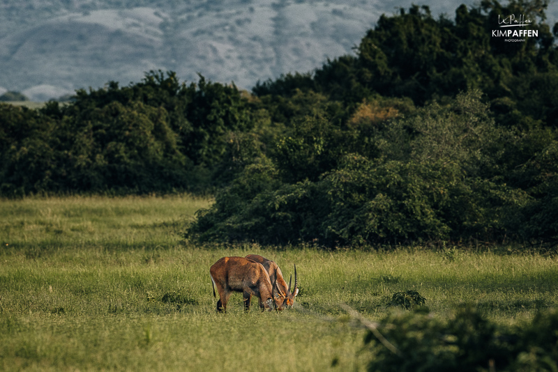 waterbokken in Kabwoya Wildlife Reserve