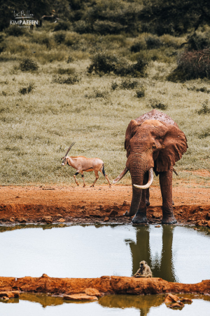 Rode olifant drinkend bij het waterhole van Kilaguni Serena Safari Lodge in Tsavo West National Park in Kenia