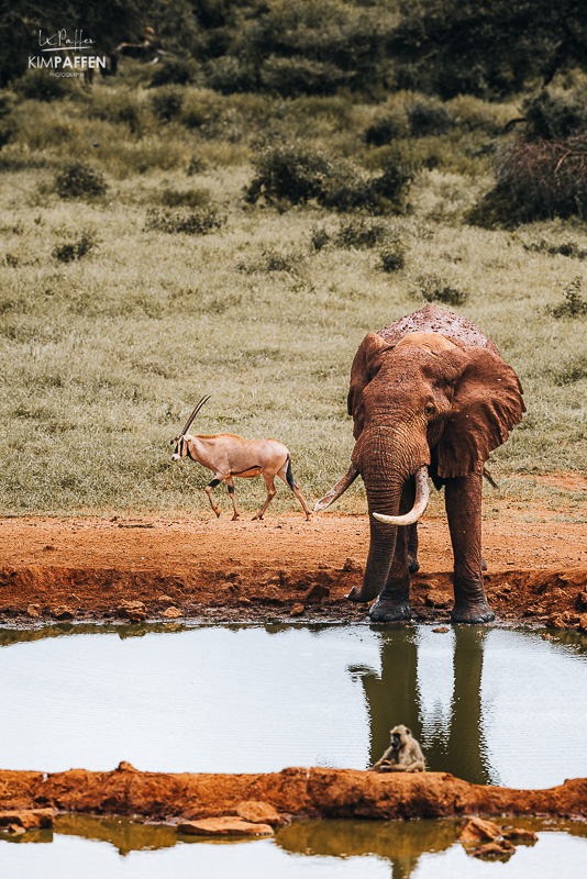 Rode olifant bij het waterhole van Kilaguni Serena Safari Lodge in Tsavo West Rode olifant drinkend bij het waterhole van Kilaguni Serena Safari Lodge in Tsavo West National Park in Kenia