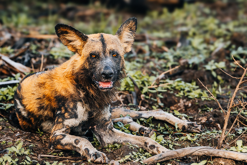 Wilde hond in Nyerere National Park tijdens een safari in Zuid-Tanzania