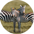 Safari voertuig op respectvolle afstand van wildlife in Kenia
