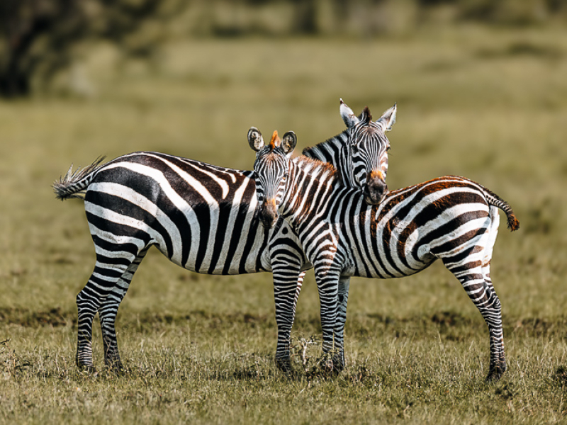 Safari voertuig op respectvolle afstand van wildlife in Kenia