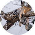 Respectvolle afstand tot wildlife op safari in Tanzania Safarivoertuig op respectvolle afstand van wildlife in Tanzania