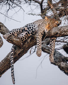 Respectvolle afstand tot wildlife op safari in Tanzania Safarivoertuig op respectvolle afstand van wildlife in Tanzania