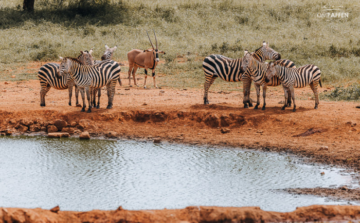 Zebra’s en oryx die drinken bij het bekende waterhole van Kilaguni Serena Safari Lodge in Tsavo West Kenia