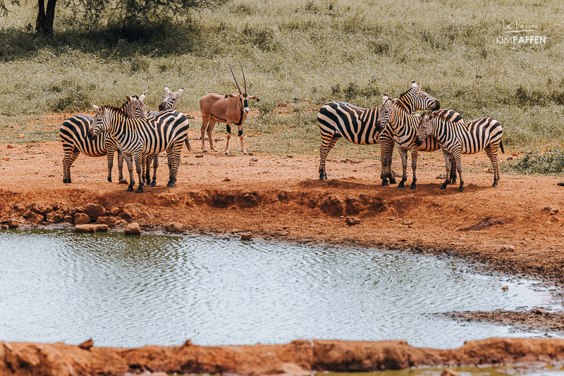 Zebra’s en oryx bij het waterhole van Kilaguni Serena Safari Lodge in Kenia Zebra’s en oryx die drinken bij het bekende waterhole van Kilaguni Serena Safari Lodge in Tsavo West Kenia