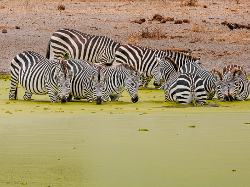 Drinkende zebra's in Tarangire National Park, Tanzania Zebra's drinkend aan het water in Tarangire National Park tijdens een safari in Tanzania