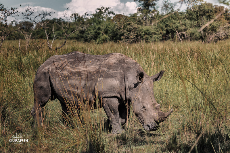 Neushoorn in Ziwa Rhino Sanctuary Oeganda in zijn natuurlijke habitat