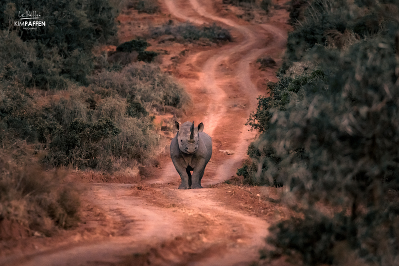 zwarte neushoorn op safari in Zuid Afrika in Shamwari Private Game Reserve