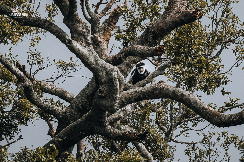 Zwart witte franjeaap zit in een boom langs de rivier tijdens een boot safari in Murchison Falls Oeganda