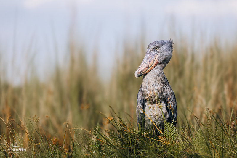Shoebill Oeganda Shoebill Oeganda