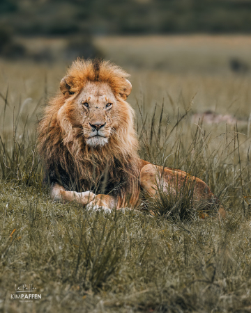 Mannelijke leeuw liggend in het gras tijdens een safari in de Masai Mara nabij Talek Gate in Kenia