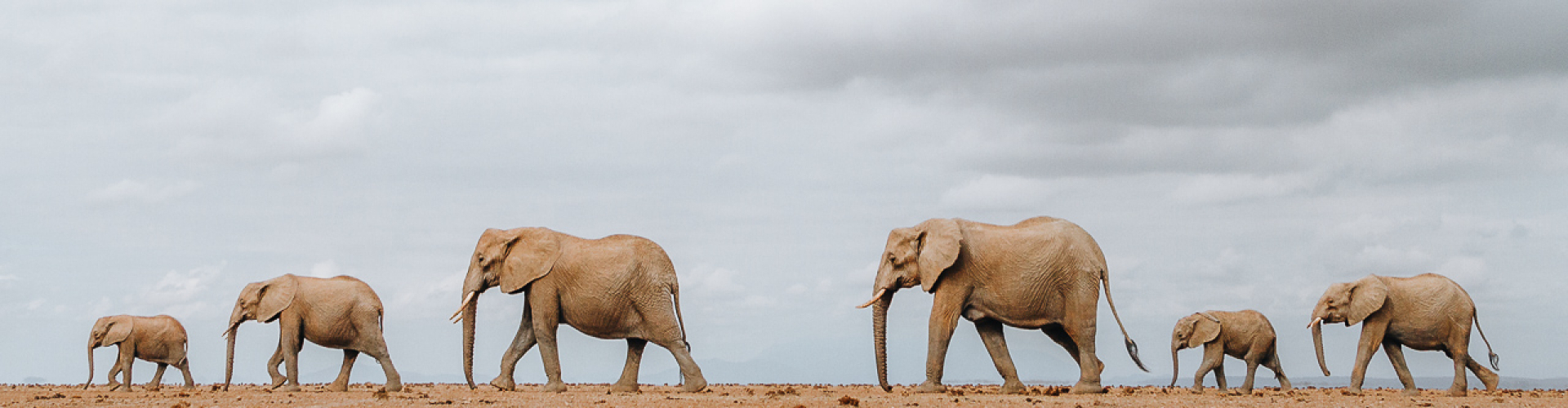 Top Safari Bestemmingen in Afrika Spotten van Olifanten in Amboseli Park in Kenia is een van de beste safari bestemmingen in Afrika