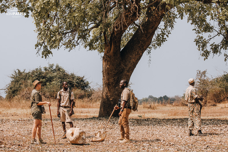 Wandelsafari in het zuiden van Luangwa, Zambia met Robin Pope Safaris Kim op wandelsafari in South Luangwa Zambia waar we botten van dieren van dichtbij bekijken