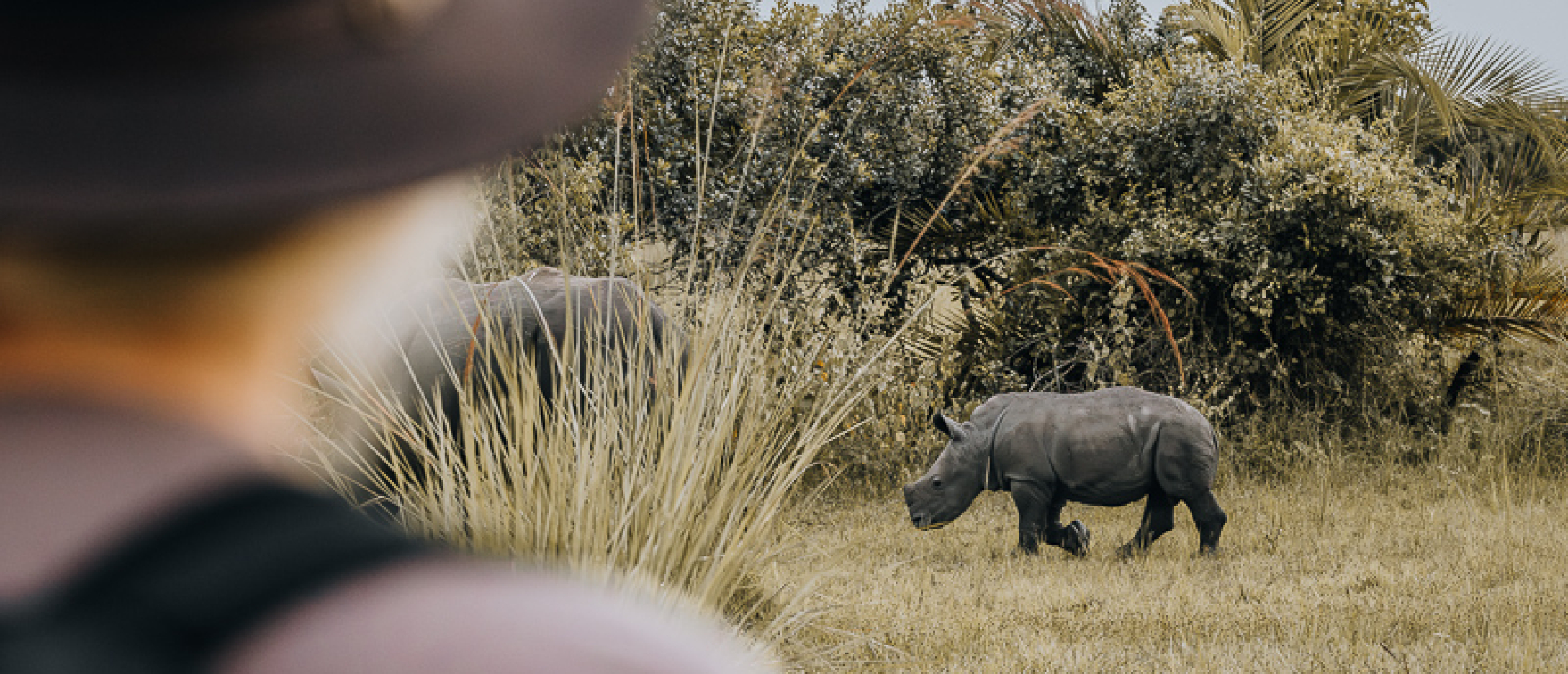 Wandelsafari op zoek naar neushoorns in Ziwa Rhino Sanctuary Oeganda