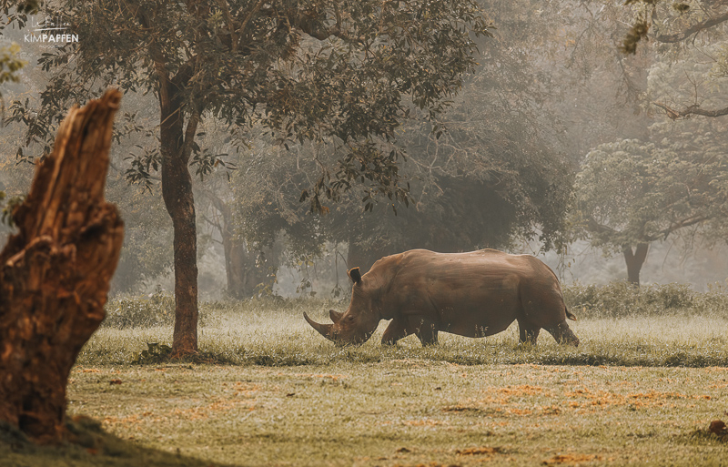 Ziwa Neushoorns Oeganda Neushoorn in Ziwa Oeganda