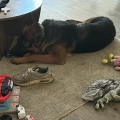ontspannen hond