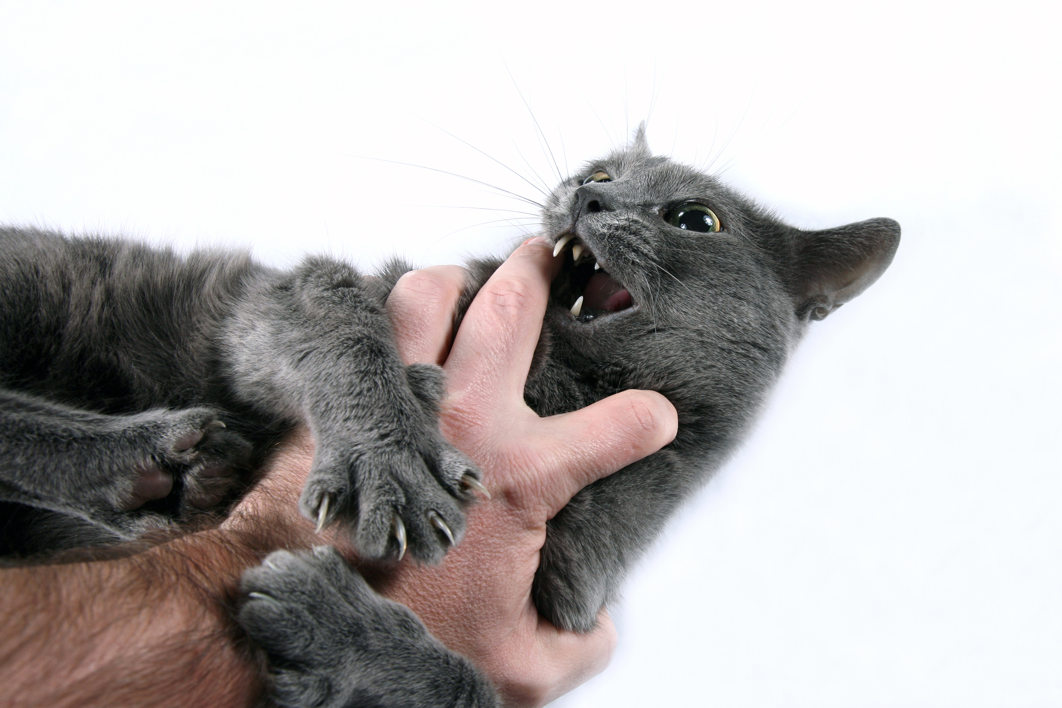 Letselschade door een kat: wie is aansprakelijk?