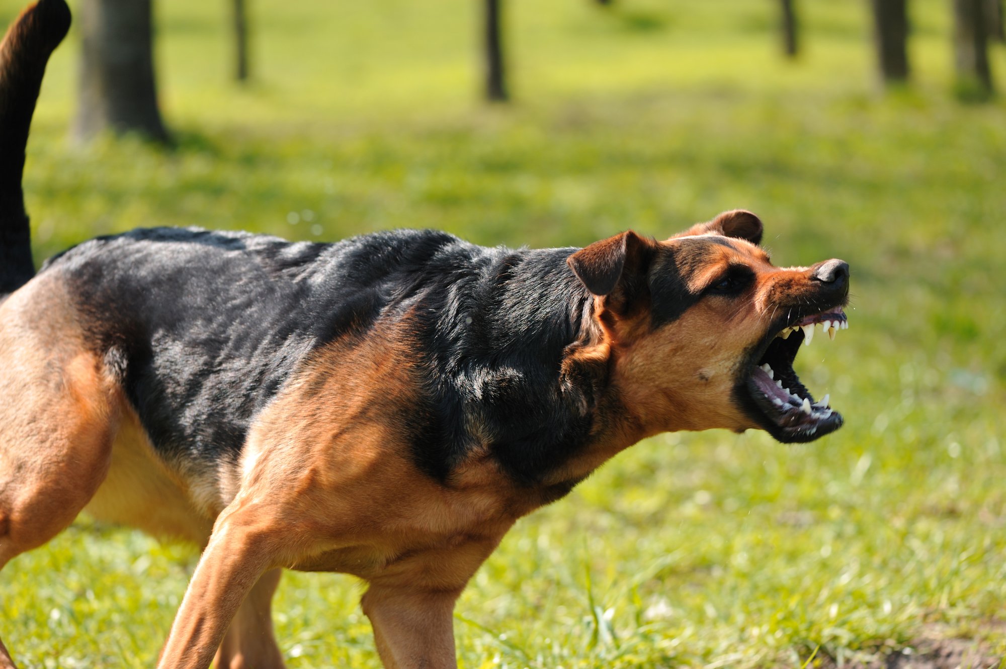 SAP pleit voor een Landelijk Bijtprotocol Hondenbeet