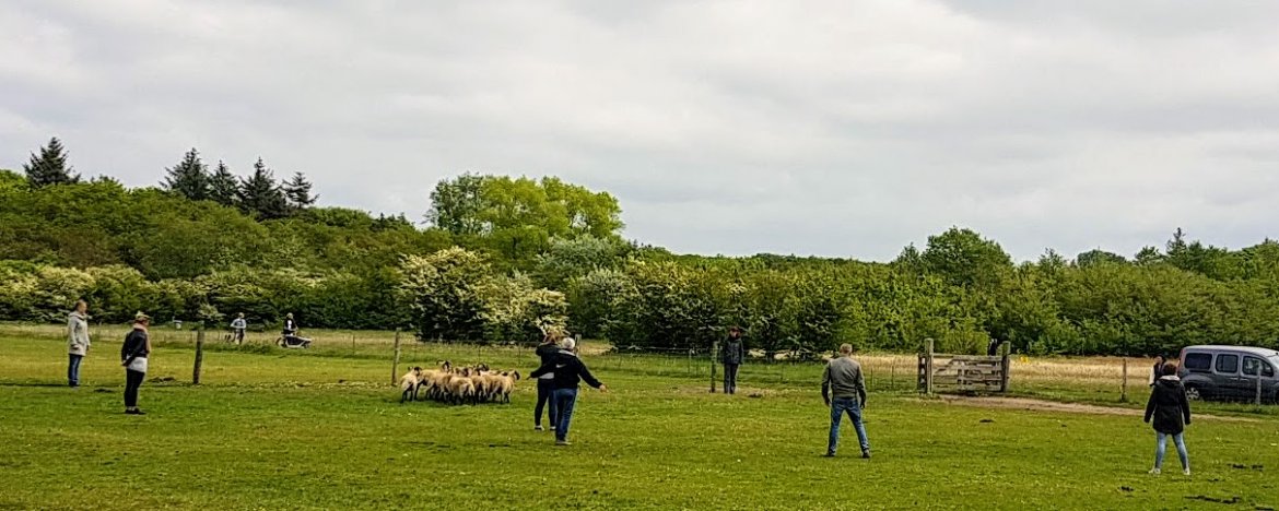 Omgaan met schapen en agressie