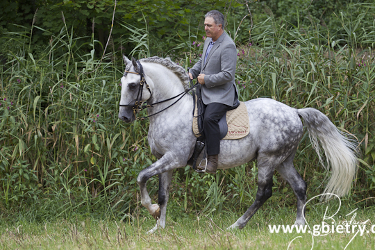https://manueljorgedeoliveira.com/reitmeister-leben.html