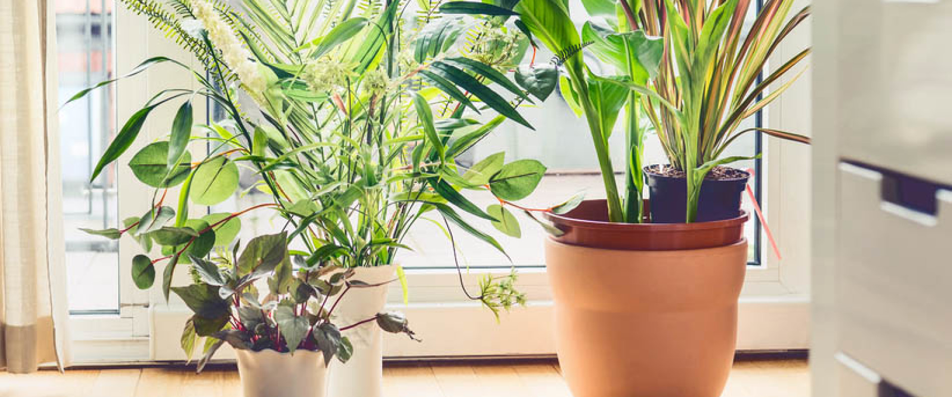 Helpen planten tegen vocht in huis?