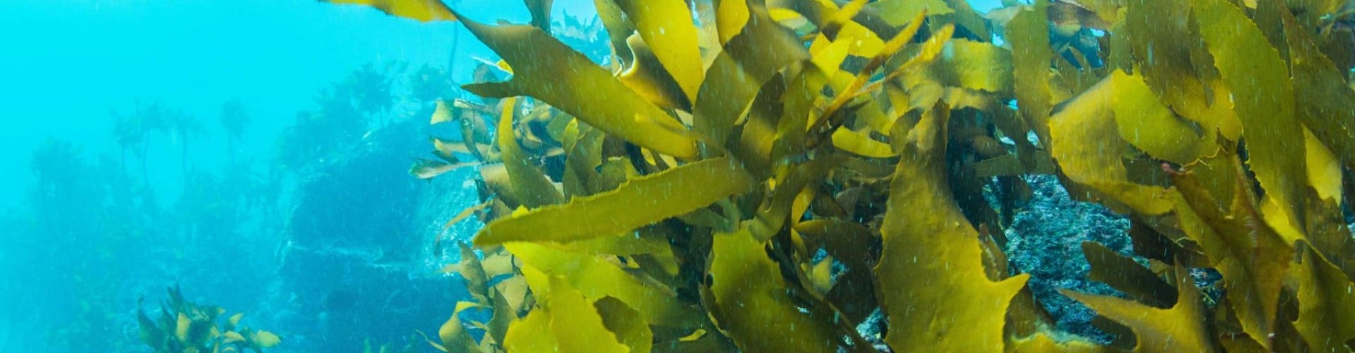 top seaweed producers