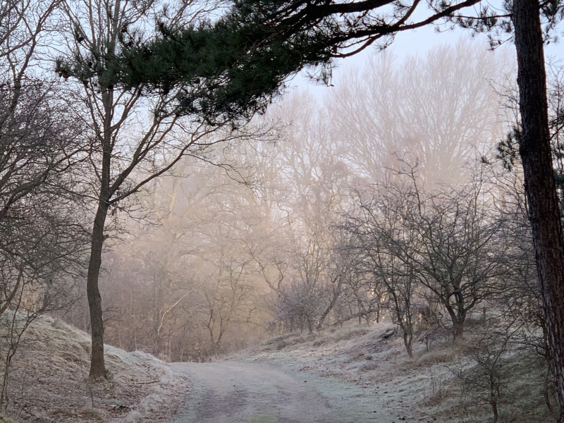 Bankje Kennemerduinen