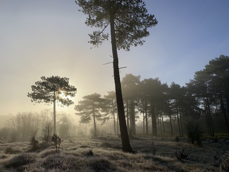 grote vlak kennemerduinen
