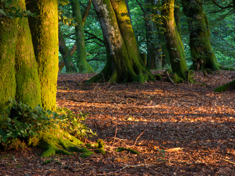 Herfstbos