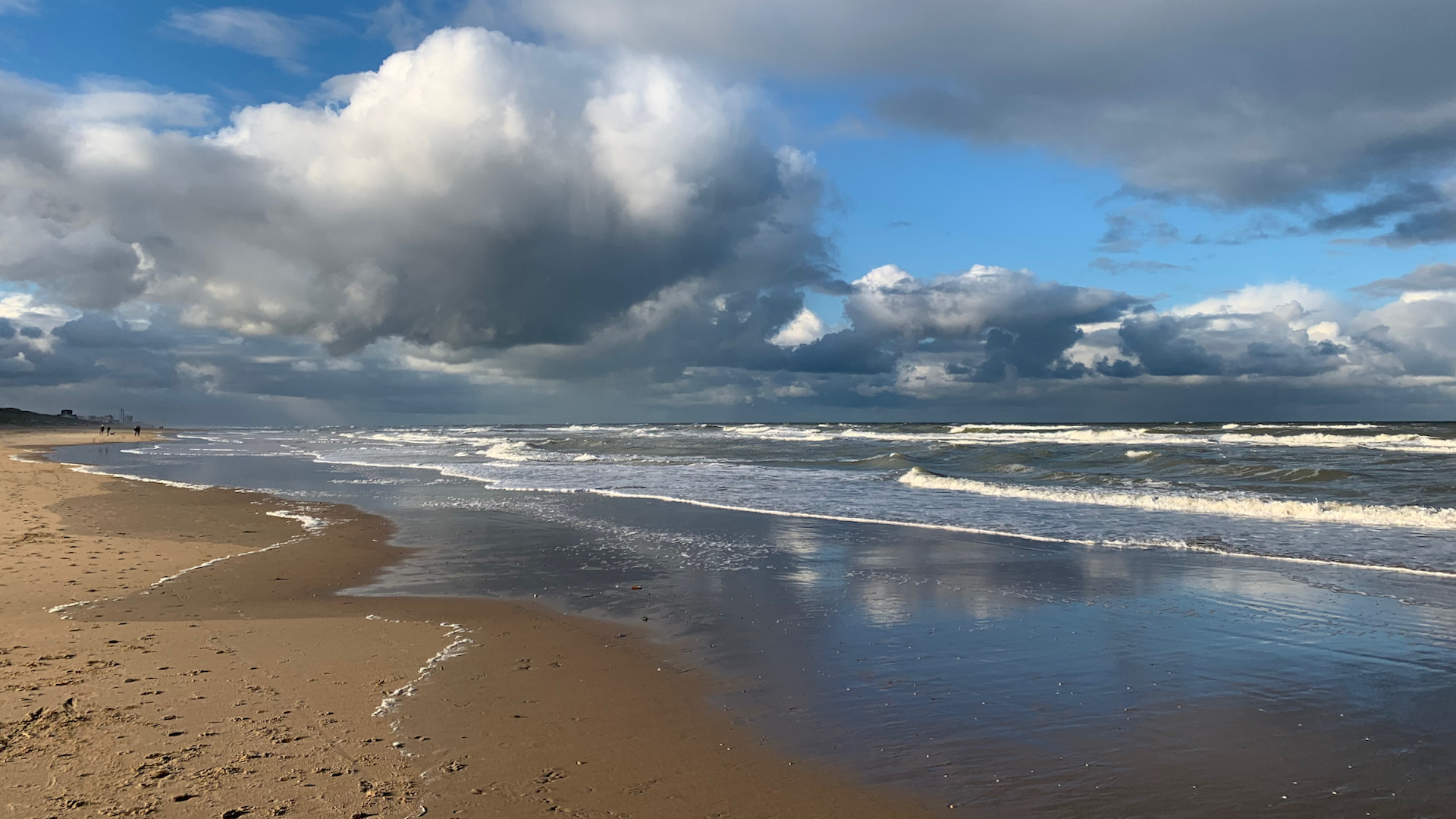 noordzeestrand met wilken