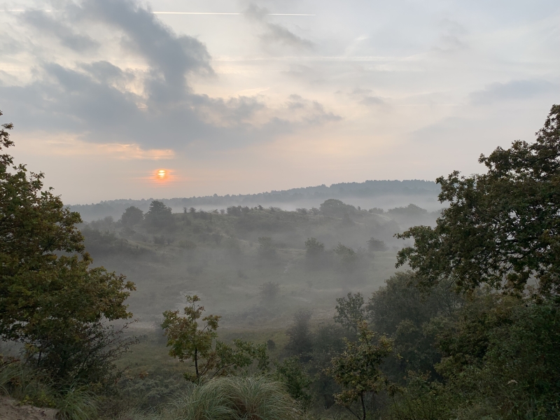 ochtend in Kennemerduinen