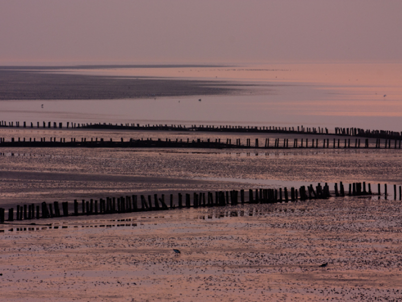 ochtend op het wad