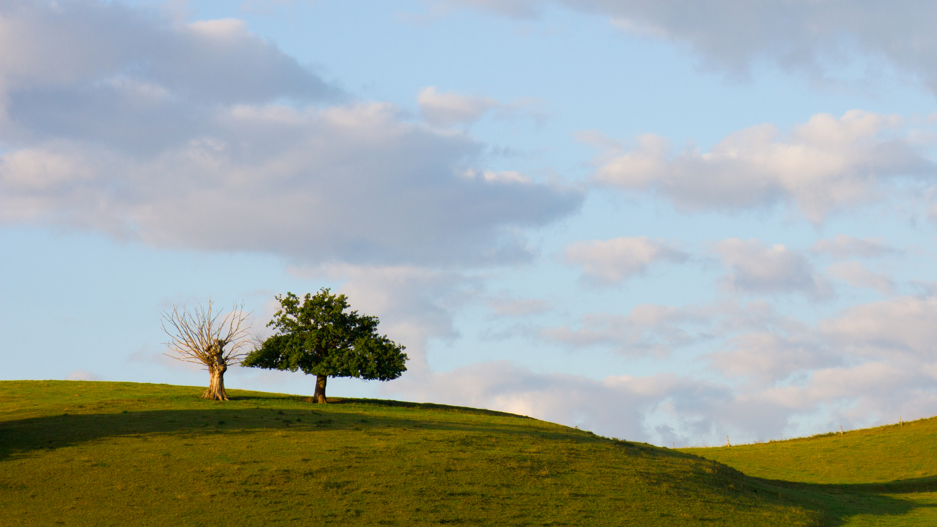 twee-bomen-morvan