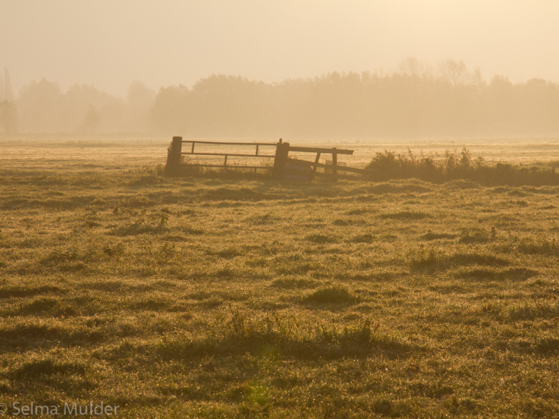 weiland-met-hek-in-gele-zon