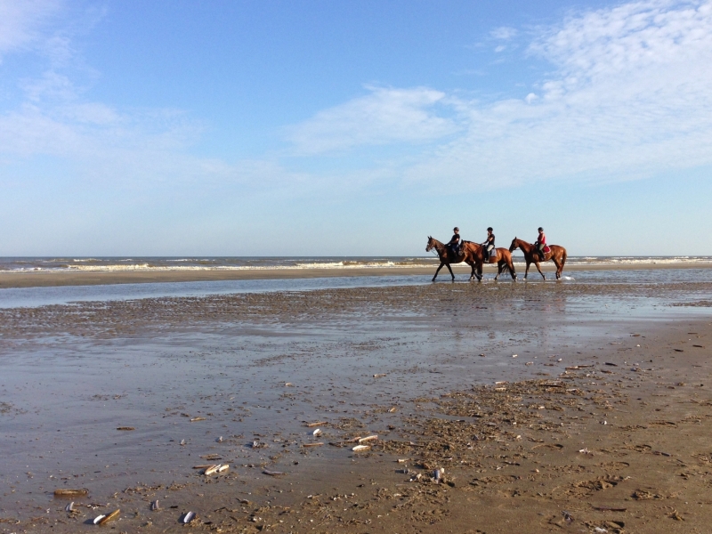 zeeschap met paarden