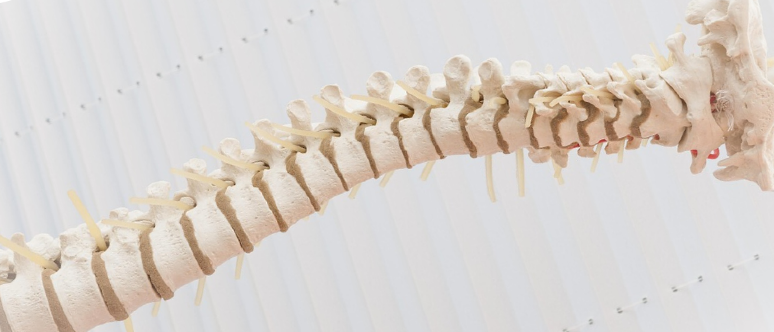 Strategische executie-kracht: de ruggengraat van het bedrijf