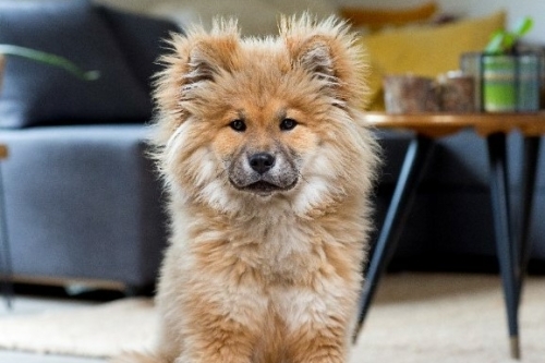 SHIINU online academy, puppy, puppytraject, welkom nieuwe pup, hondenschool, holistische hondencoach