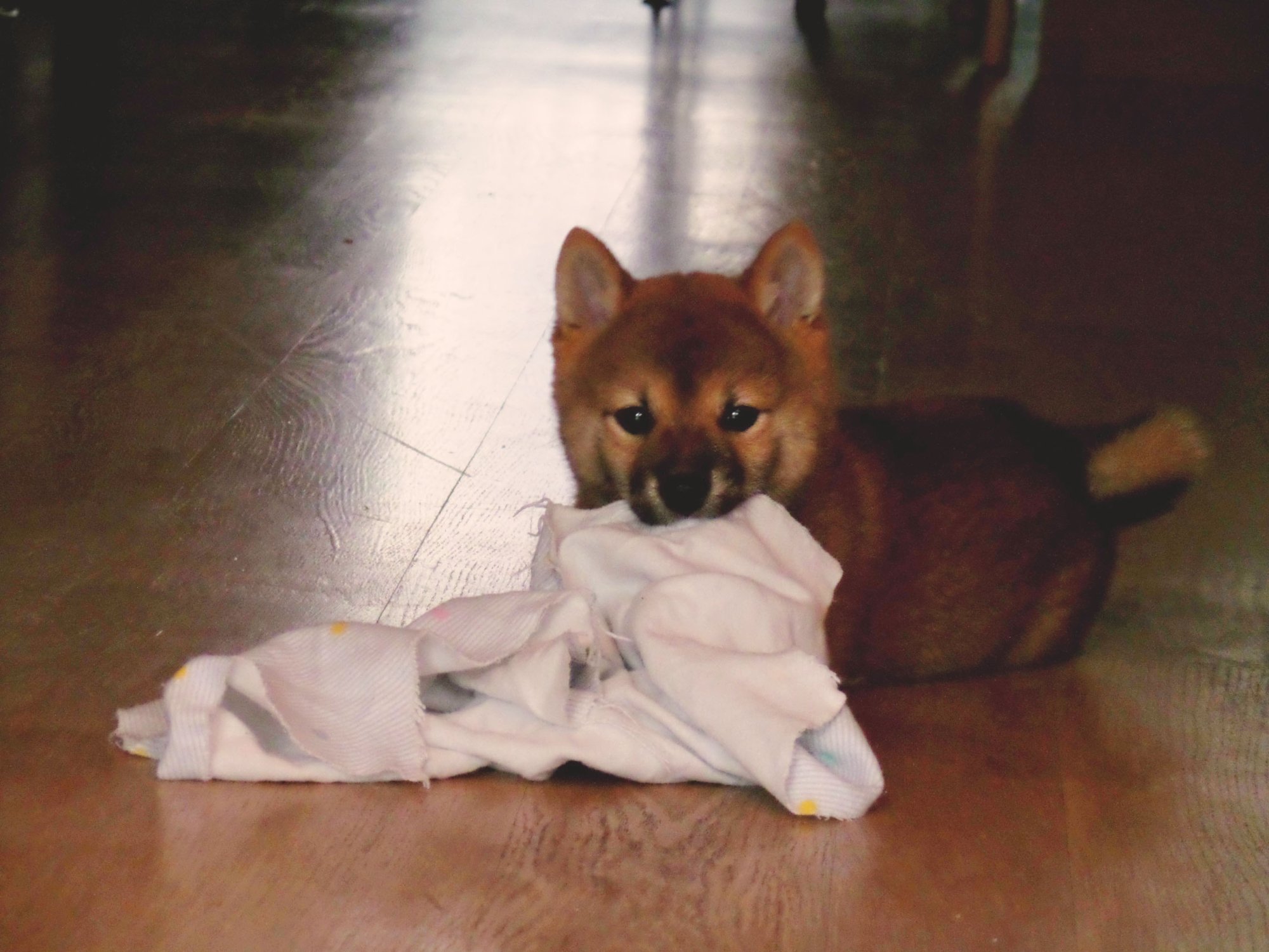 shibainu_pup