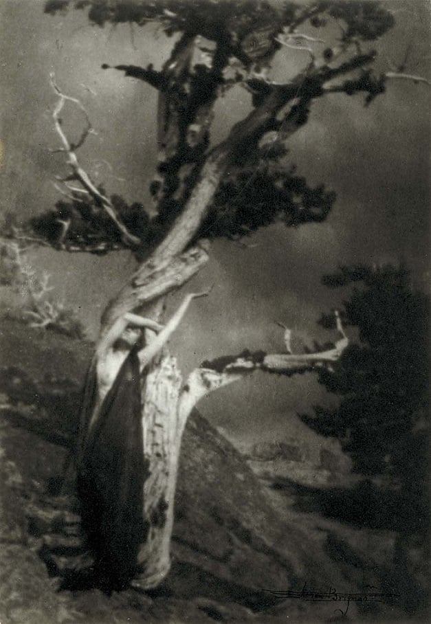 Annie Brigman The Dying Cedar