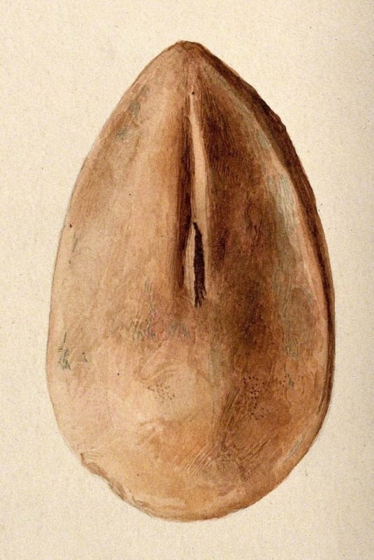 Clay Figure in the Form of a Vagina, Assumed to Have Been Made as a Votive Offering