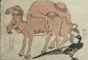 dromedaries Japanese import