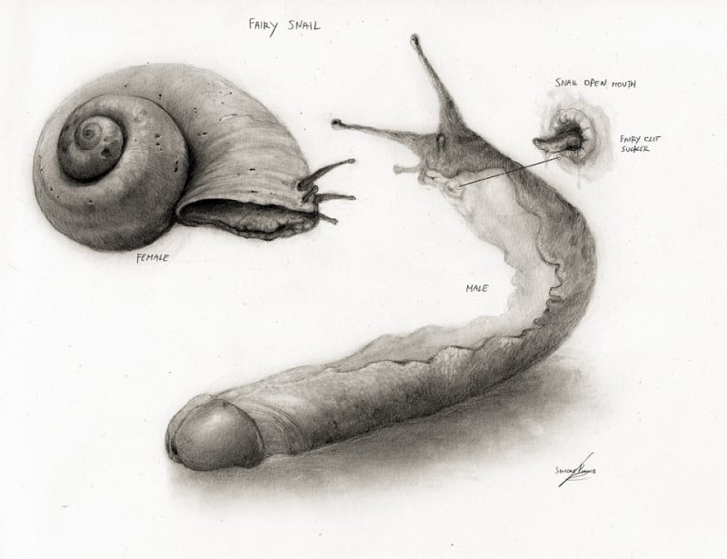 fairy snail simone pinna